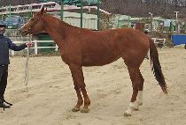 �ȸ����� (MALICE QUEEN) ����