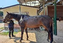 ���Ǹ�Ƽ��̽� (SPIRITED MISS) ����