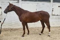 �ݾƸ����̽� (GEUMA REJOICE) ����