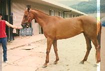 �ڵ����� (JA DONG BYEUN SOK) ����