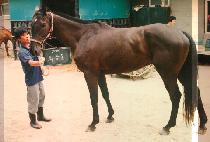 ȭ���� (HWA GONG SUL) ����