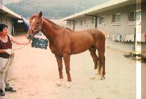 �Ǵн� (PINICS) ����