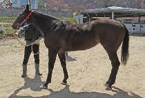 ���̾�� (FIRE GIRL) ����