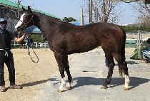 Ƽ���� (TIZ QUEEN) ����