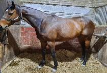 ������ (AWESOME ZIP) ����