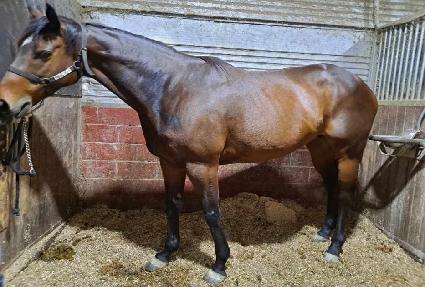 ������ ����