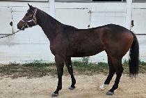 ���ϵ弭�� (WILD SERVE) ����