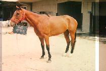 �����Ȱ� (YEONG SAN PAL GYEONG) ����