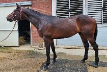 è���Ҵ� (CHAMP SONNY) ����