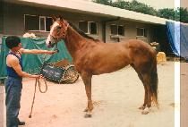 ����� (NAE JANG SAN) ����