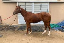 �������� (TOP OF THE HILL) ����