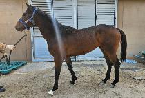 ��ũ�� (SHARK ONE) ����