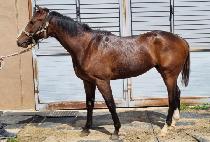 SEOUL DRAGON picture