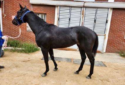 ���������� ����