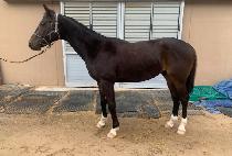 ���̿��귱 (JOY OF RUN) ����