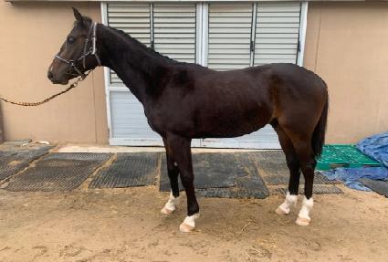 ���̿��귱 ����