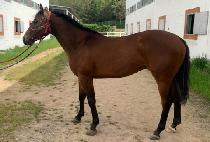 �۽�Ʈ���ټ� (FIRST INTENSION) ����