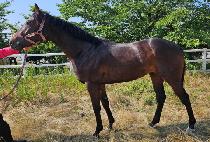 ����Ʈ�� (PERFECT TEAM) ����