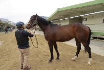 �л��ũȣ�� (HAKSAN DARK HORSE) ����