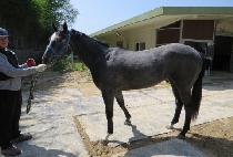 �л�Ŭ���� (HAKSAN CLEAR) ����