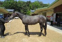 �л������� (HAKSAN PRINCE) ����