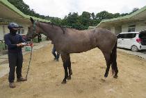 �л�è�� (HAKSAN CHAMP) ����