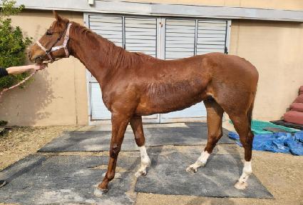 ����� ����