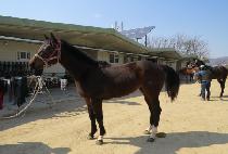 ���̽���ġ (ACE MATCH) ����