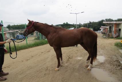 �������̾�Ʈ ����