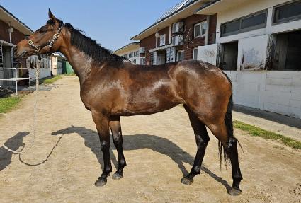 ���Ͼ�è�� ����