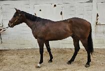 SWORD MASTER picture