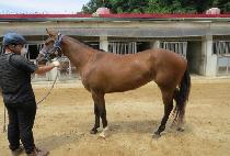 ��´������� (RAON THE FRANKEL) ����