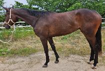 ���ν��� (DOROTHY QUEEN) ����