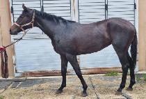 �ε����Ʈ (INDY GHOST) ����