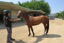 ���ϵ����� (WILD HAPPY) ����