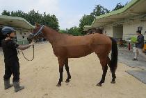 ���̶���Ʈ (JOY LIGHT) ����