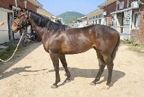 �Ŀ��ְ� (POWER WAGON) ����