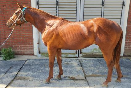 �÷��� ����