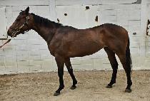 �巡���ġ (DRAGON MANGCHI) ����