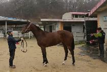 �������� (YES MADAM) ����