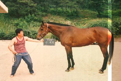 �Ŵ�� ����