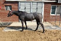 �긮���̸� (BREEDO KELLY) ����