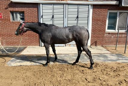 �긮���̸� ����