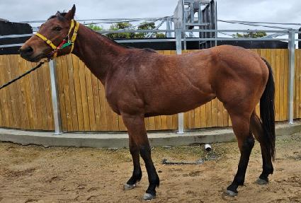 �����̵帲 ����