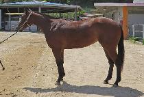 �̽����� (MISS CHARLIE) ����