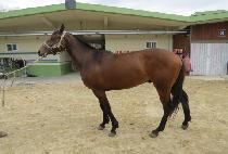 �������� (TAEPYEONG LEGEND) ����