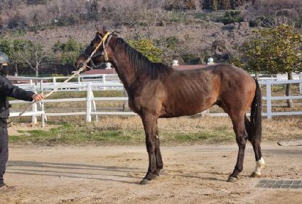 ������ ����