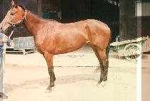 �̷����� (MI RE JI HYANG) ����