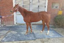 žť (TAP Q) ����