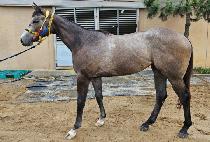 �Ծ�è�Ǿ� (HAMAN CHAMPION) ����